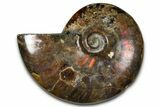 Polished Red Flash Ammonite (Cleoniceras) Fossil - Madagascar #367725-1